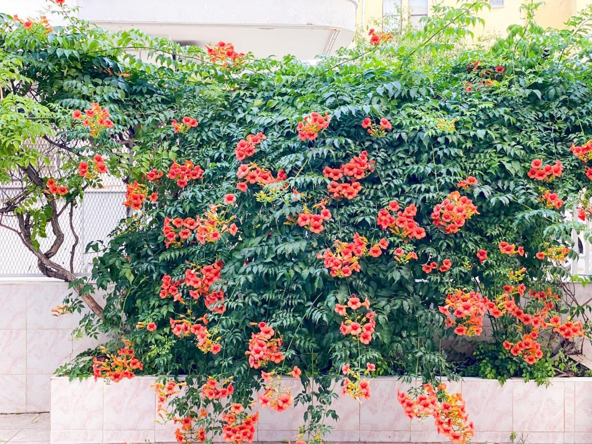 Bella Rose Hotel, אלאניה